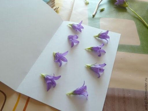 fleurs sechees clochette